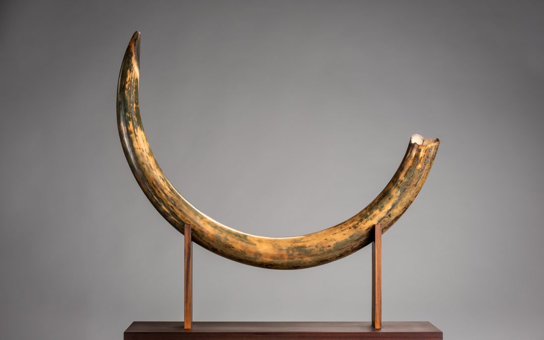 Custom Stand for Mammoth Tusk – THB 36,000 (Sold Out)